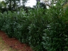 skip laurel hedge